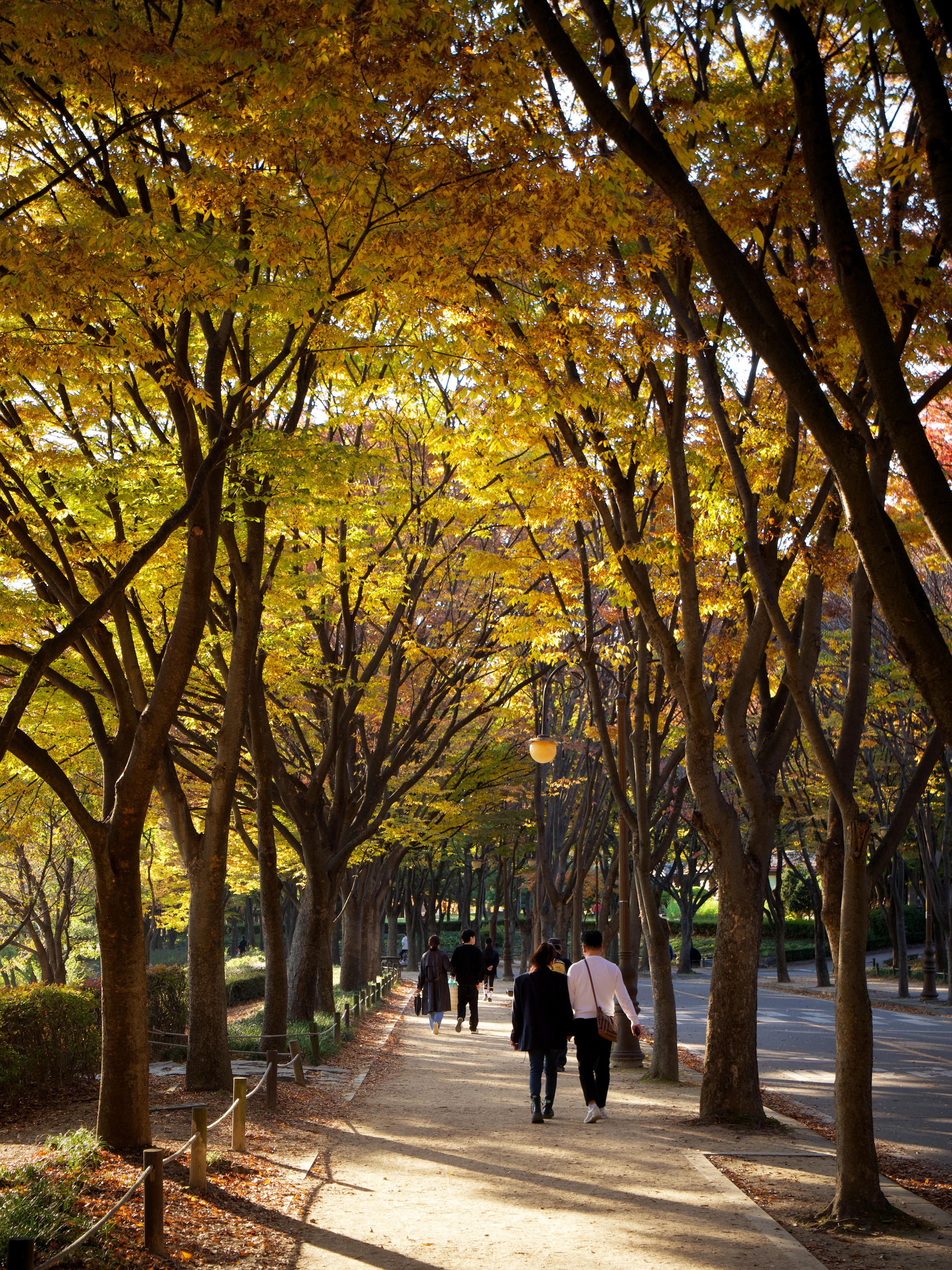 Autumn Foliage - Picture 9